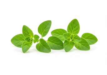 A close up shot of two sprigs of fresh oregano against a stark white background in a studio setting