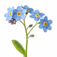 Naklejka premium Forget-me-not 3D rendered flower delicately isolated on a white background with soft blue petals and realistic details 