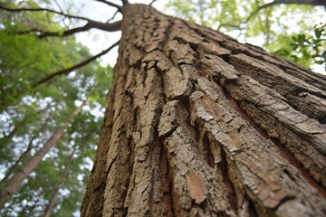 Close up view of tree bark, textured and detailed.