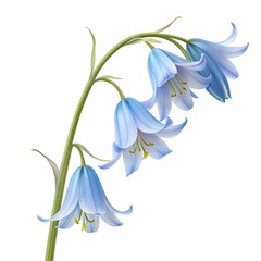 Bluebell 3D rendered flower gracefully isolated on a white background with soft blue hues and realistic textures
  

