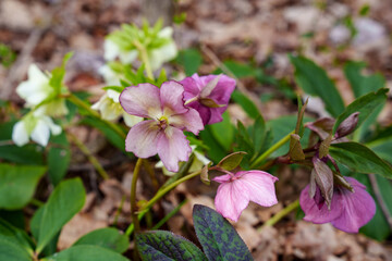 Helleborus orientalis, the Lenten rose, an evergreen perennial flowering plant in the buttercup family, Ranunculaceae