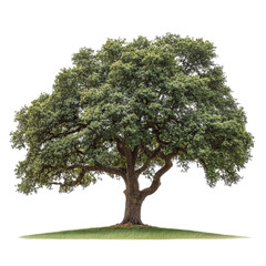 A solitary oak tree displays its lush green leaves and broad branches against a stark transparent backdrop, oak tree isolated on transparent background