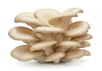 A cluster of oyster mushrooms stacked together on a white background in a studio setting close up view