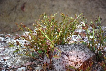 A resilient tree stump with vibrant new growth sprouting from its center, surrounded by rocky soil and small plants. This natural scene symbolizes regrowth and the persistence of life.