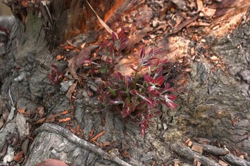 A resilient tree stump with vibrant new growth sprouting from its center, surrounded by rocky soil and small plants. This natural scene symbolizes regrowth and the persistence of life.