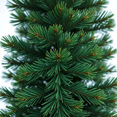 christmas tree branch