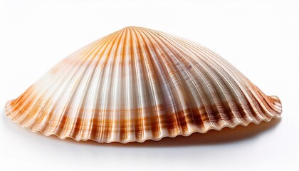 sea shell isolated on white