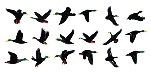 Soaring Ducks: A dynamic sequence showcases a flock of ducks in mid-flight, capturing the grace and freedom of their aerial dance.
