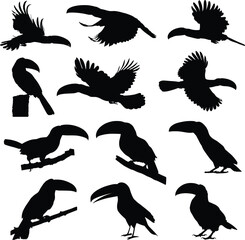animal bird toucan silhouettes set