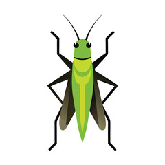Grasshopper vector icon isolated on white background
