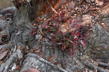 Visually narrating resilience and sustainability with stunning depictions of renewal and textured natural landscapes