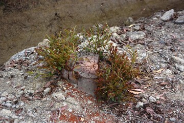 A resilient tree stump with vibrant new growth sprouting from its center, surrounded by rocky soil and small plants. This natural scene symbolizes regrowth and the persistence of life.