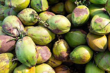 fresh green coconuts for sale on street market harvesting coconuts fruits tropical (Cocos nucifera)

