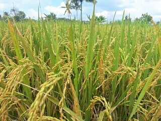 Yellow rice plant in Indonesian field. Rice is a cereal grain and in its domesticated form is the staple food of over half of the world's population, particularly in Asia and Africa