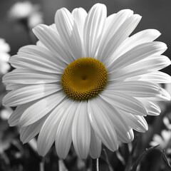 daisy on black background