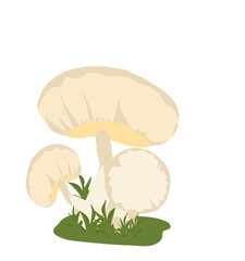 Mushrooms Illustration