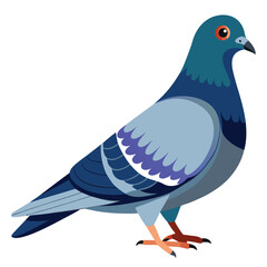 Pigeon isolated on white background 