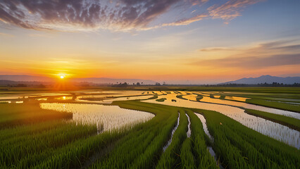 Sunset Over Rice Fields in Asia