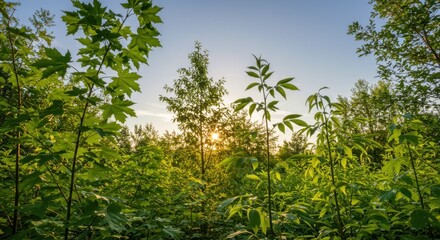 Fototapeta premium Serene Sunset in Lush Green Forest: Nature's Golden Hour Embrace