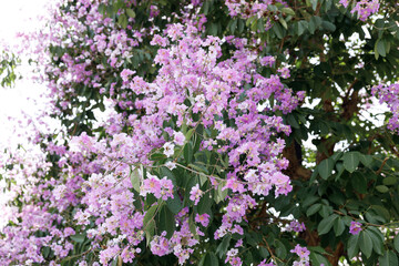 Queens Flower or Inthanin flower in Thailand, Queens crape myrtle, Pride of India, Jarul, banaba plant, Lagerstroemia speciosa, cheerful blooming in park.