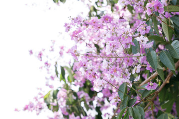 Queens Flower or Inthanin flower in Thailand, Queens crape myrtle, Pride of India, Jarul, banaba...