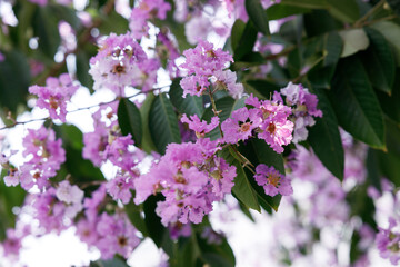 Queens Flower or Inthanin flower in Thailand, Queens crape myrtle, Pride of India, Jarul, banaba plant, Lagerstroemia speciosa, cheerful blooming in park.