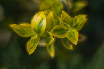 Fototapeta premium Spring flowers in macro photos.