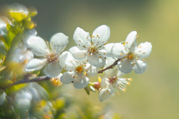 Spring flowers in macro photos.
