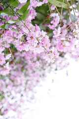 Queens Flower or Inthanin flower in Thailand, Queens crape myrtle, Pride of India, Jarul, banaba...