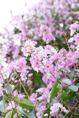 Queens Flower or Inthanin flower in Thailand, Queens crape myrtle, Pride of India, Jarul, banaba plant, Lagerstroemia speciosa, cheerful blooming in park.