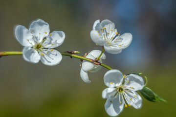 Spring flowers in macro photos.