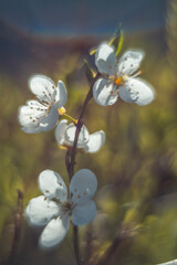 Spring flowers in macro photos.