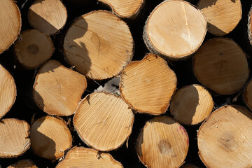 Stack of Wooden Log Slices Displaying Natural Hardwood Texture in Sunlight