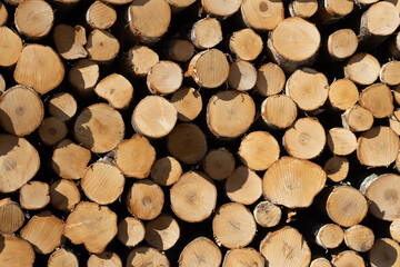 Stack of Wooden Log Slices Displaying Natural Hardwood Texture in Sunlight