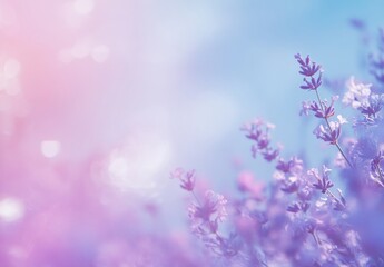 Naklejka premium lavender flowers background
