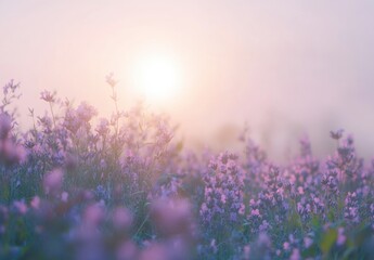 lavender field at sunset