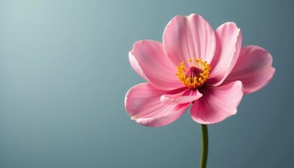 Large isolated flower against simple background, bloom, blossoms