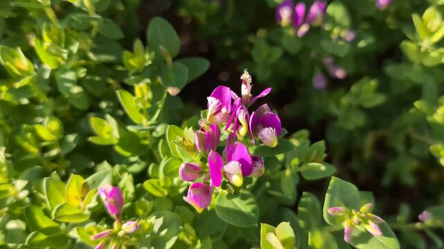 Pink flower on a Sweet Pea Shrub (Polygala) plant in a garden