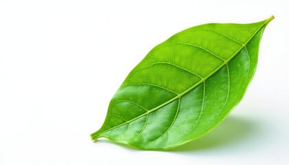 Fototapeta premium Single leaf with veins isolated on white background, anatomy, plant