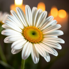 daisy flower close up