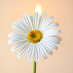 daisy flower isolated on white background