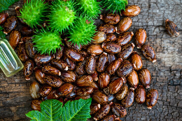 Ricinus communis. fruits green, castor oil and seeds ricinus communis on wooden background