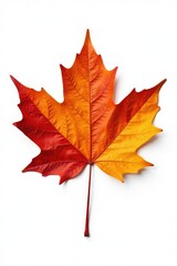 Fototapeta premium single maple leaf isolated on white background, maple leaves, fall foliage