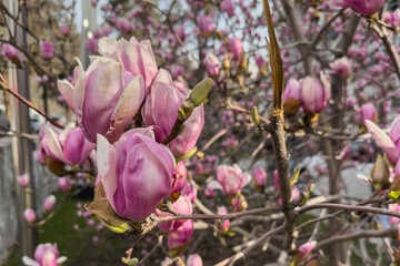 Blooming magnolia close-up. Selective focus, spring background.