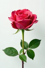 Naklejka premium Single rose on white background with delicate petals, flowers, green, plant