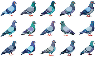 set of pigeon birds isolated on white background