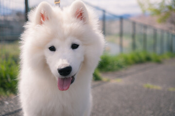 春の犬