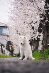 桜の中の子犬