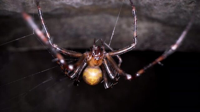 Cave Spider facing camera