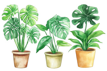 Fototapeta premium three potted plants with lush green leaves showcasing different varieties ideal for home decor or gardening inspiration